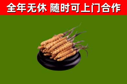 平舆回收冬虫夏草