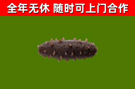平舆回收海参干